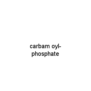 carbam oyl-phosphate